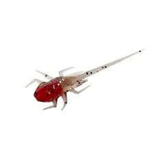 13 Fishing B.A.M.F Panfish Plastics 6pk Cherry Bomb, 30mm