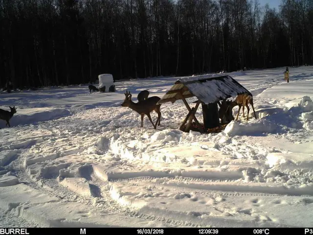 Burrel Edge HD Strømeffektivt viltkamera med minnekort 