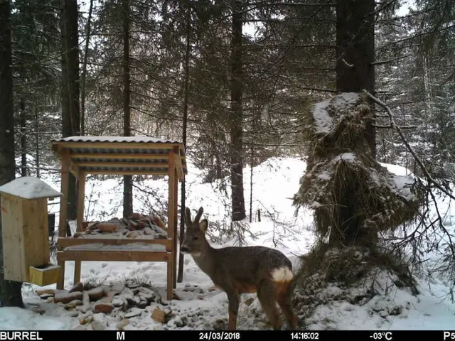 Burrel Edge HD Strømeffektivt viltkamera med minnekort 