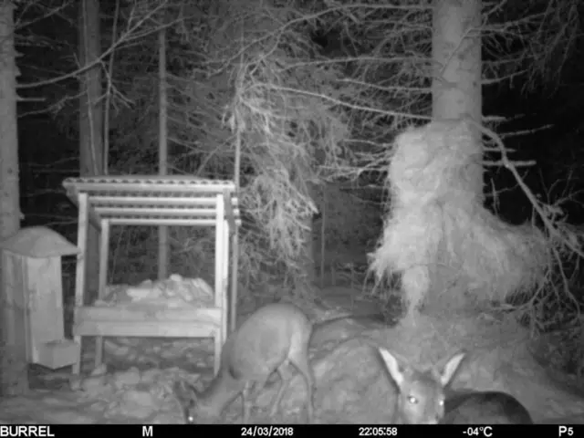 Burrel Edge HD Strømeffektivt viltkamera med minnekort 