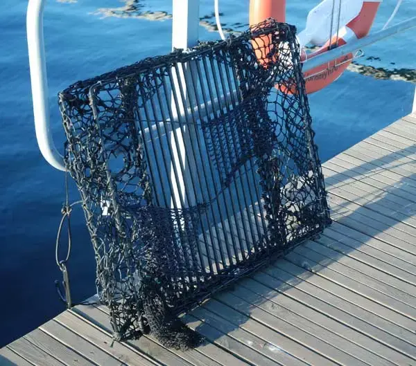 Krabbe- og hummerteine - sammenleggbar 