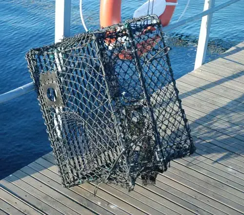 Krabbe- og hummerteine - sammenleggbar 