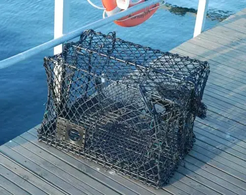 Krabbe- og hummerteine - sammenleggbar 