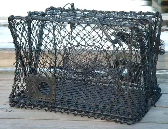 Krabbe- og hummerteine - sammenleggbar 