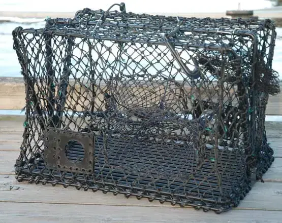 Krabbe- og hummerteine - sammenleggbar 