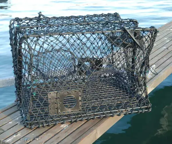 Krabbe- og hummerteine - sammenleggbar 