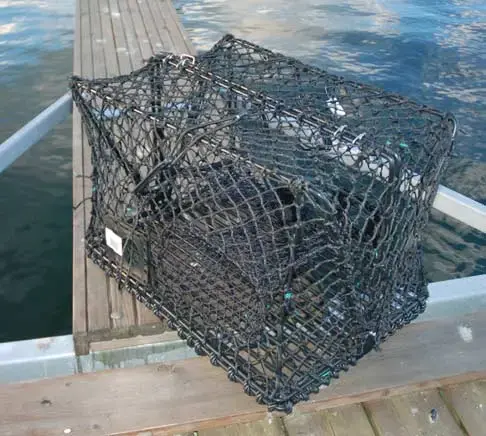 Krabbe- og hummerteine - sammenleggbar 