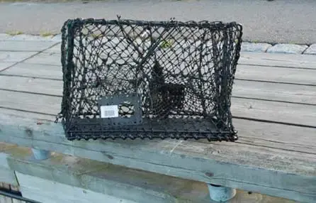 Krabbe- og hummerteine - sammenleggbar 