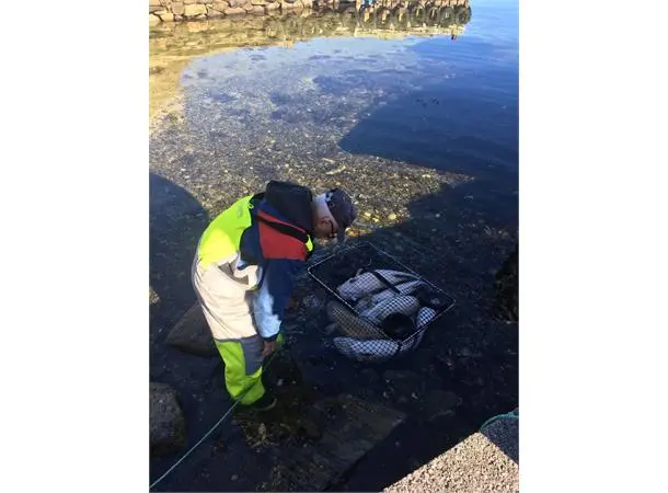 CAL Fisketeine 95-65-80cm havteine 