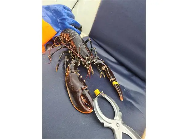 Hummerstrikk liten diameter ca .20mm+ Pakker á 100 stk 