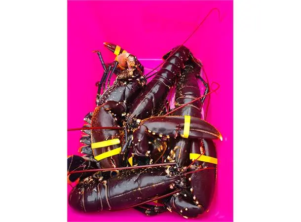 Hummerstrikk liten diameter ca .20mm+ Pakker á 100 stk 