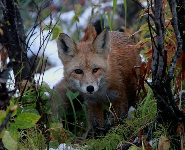 Clausen Roedeer Pack 4 rådyr lokkefløyter og halssnor 