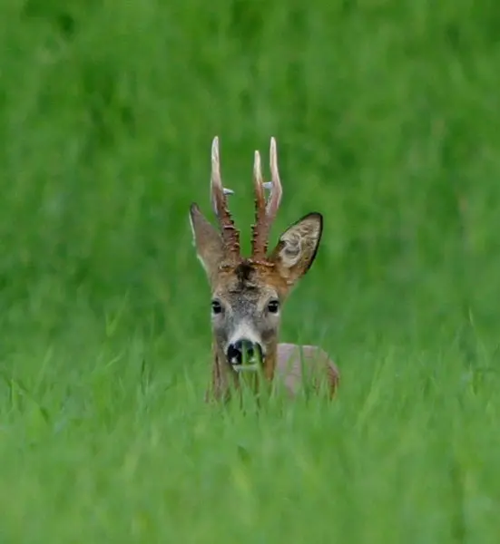 Clausen Roedeer Pack 4 rådyr lokkefløyter og halssnor 