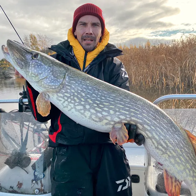 Daiwa Prorex Lazy Shad 16cm Motoroil Burbot UV 