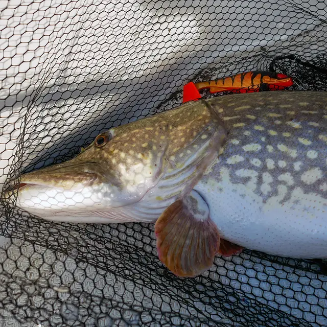 Daiwa Prorex Lazy Shad 16cm Motoroil Burbot UV 