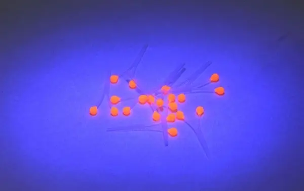 Easy Shrimp Eyes - Super Fluo Green 10stk 