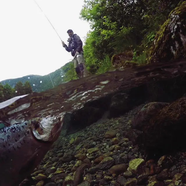 Effektivt laksefiske 