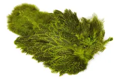 Whiting Coq De Leon Hen SH/C Fl. Green Chartreuse, Speckled dyed