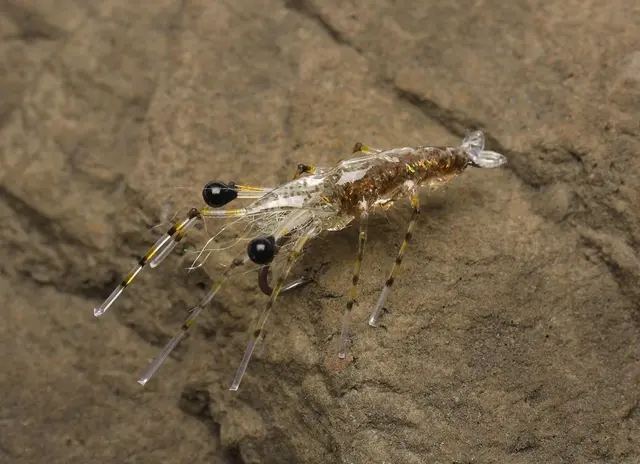 Easy Shrimp Legs 2.0 Trans Dirty Brown 6stk 