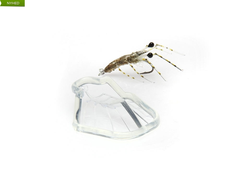 Easy Shrimp Legs 2.0 Super Fl. Trans 6stk