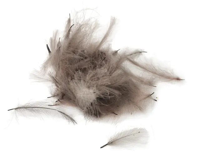 Flydressing Premium CDC Blue Dun Høykvalitets CDC i naturlige farger 