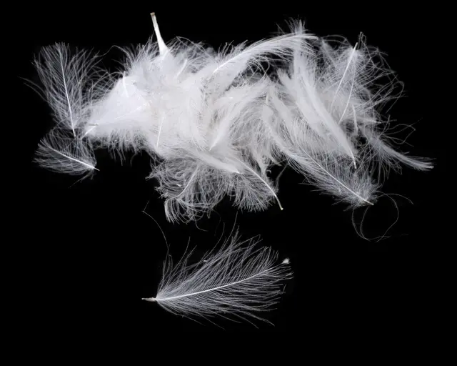 Flydressing Premium CDC White Høykvalitets CDC i naturlige farger 