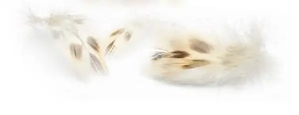 Veniard Mallard Duck Hen Breast Natural Andefjær til fluebinding 