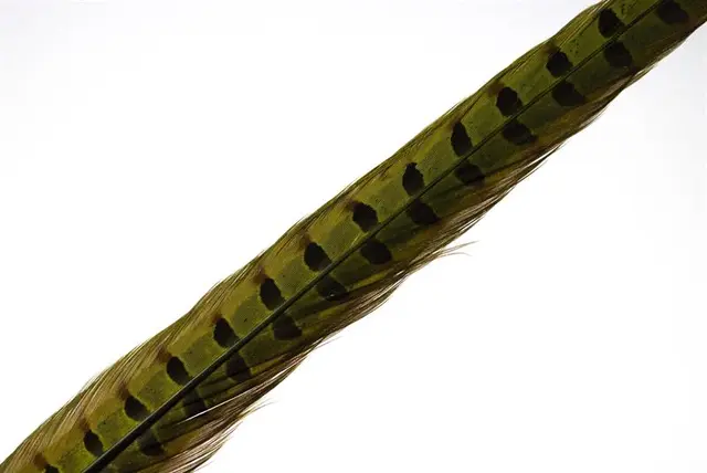 Wapsi Pheseant Rooster Middle Tail Light Olive 