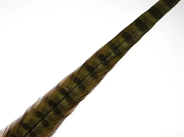 Wapsi Pheseant Rooster Middle Tail Olive 