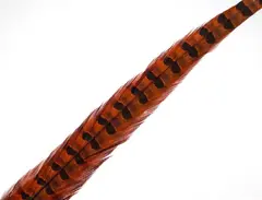 Wapsi Pheseant Rooster Middle Tail Orange