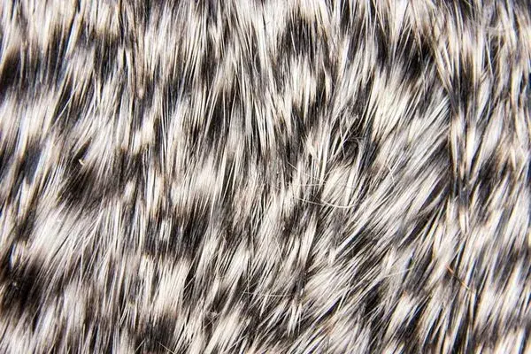 Whiting Spey Hen Cape Grizzly 