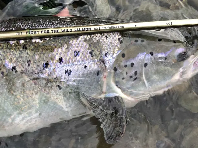 CRMS-B ‘Wild Salmon’ C&R Measuring Stick Frödin Flies, Black 