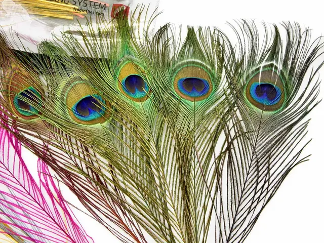 Frödin Peacock Eye Feather Pack 10 farger, 50 fjær 