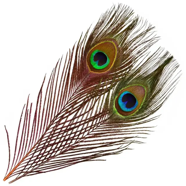 Frödin Peacock Eye Feathers Hot Orange Hot Orange In Flames 
