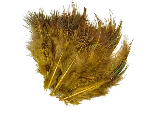 Frödin Pheasant Rump Feather Lion Yellow Lion Yellow 