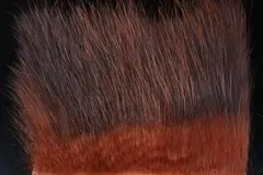 American Opossum Light Fiery FutureFly