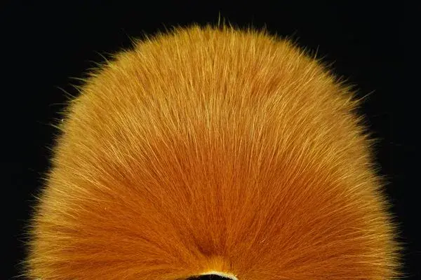 FutureFly Shadow Fox Honey Gold Høykvalitets myke kroppshår til fluer 