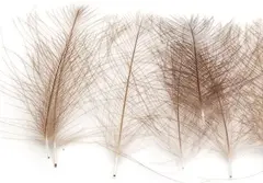 Marc Petitjean CDC 1g - Beige