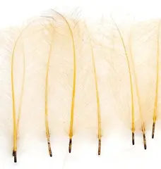 Marc Petitjean CDC 1g - Cream