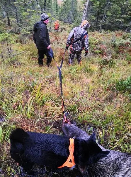 Neverlost Viltdrag Trekksele for elg, rådyr og hjort 