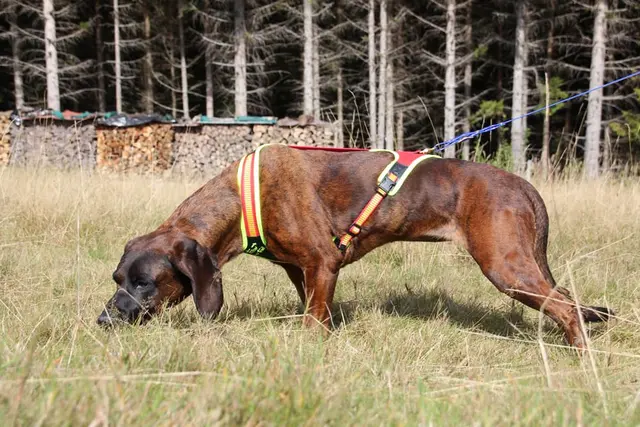 Niggeloh Sele-Follow Trail Harness S 