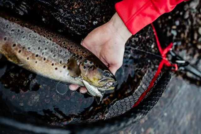 Rapala CountDown Elite GDPY 3,5cm Wobbler med maksimal kastedistanse 