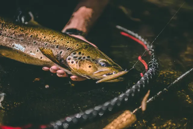 Rapala Shadow Rap S 7cm Imitasjon av døende byttefisk 