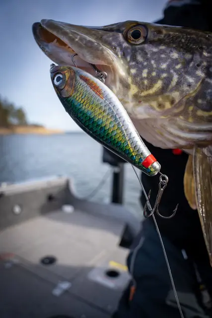 Rapala X-Rap Haku SNFK Release Rig Jerkbait 