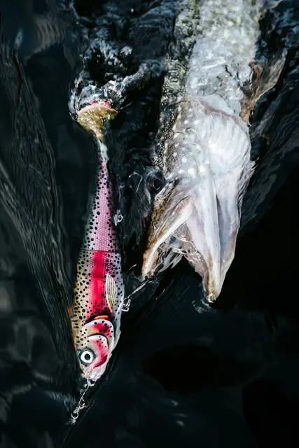 Rapala X-Rap Peto ROL 20cm Saktesynkende hybridagn i trigger farger 