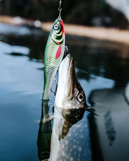 Rapala X-Rap Peto ROL 20cm Saktesynkende hybridagn i trigger farger 