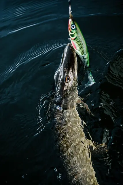 Rapala X-Rap Peto ROL 20cm Saktesynkende hybridagn i trigger farger 