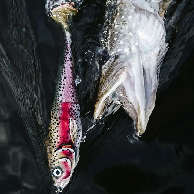 Rapala X-Rap Peto ROL 20cm Saktesynkende hybridagn i trigger farger 