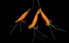 S&#248;vik Makrellhekle 013 #2 0,60 mm