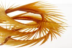 Semperfli Natural Range Goose Biots Ginger